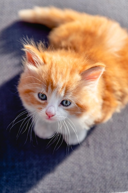 Cute ginger long haired kitten