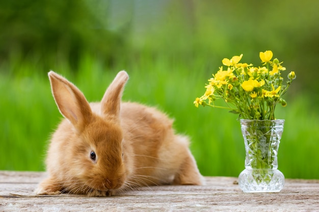 Cute ginger rabbit with a bouquet of yellow flowers on a green nature background