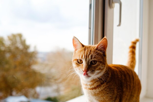 A cute ginger tabby cat is on the windowsill and waiting for something