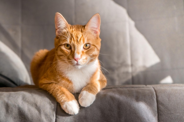 Cute ginger tabby cat laying on top of sofa in bedroom closeup High quality photo