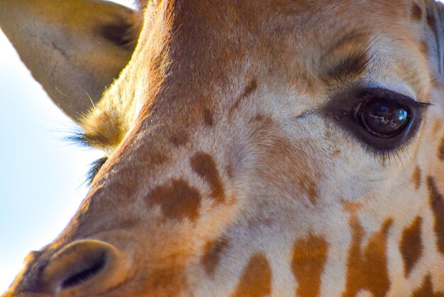 Photo cute giraffe face close up on safari in africa