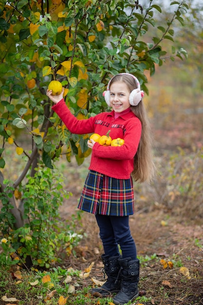 Cute girl collects quince from the tree Quince autumn harvest full basket of quince in the garden Growing organic fruits on the farm