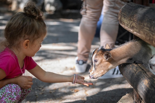 Photo cute girl feeding goat