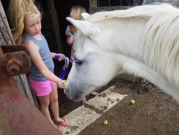 Foto una ragazza carina che dà da mangiare al cavallo nella stalla .