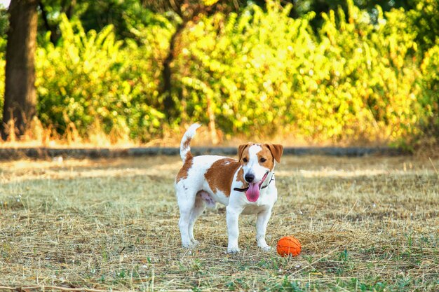 Cute girl is playing with her dog in the park