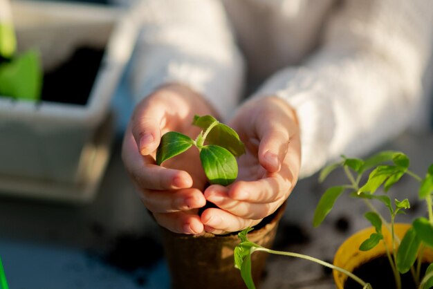 A cute girl plants at home in eco pots She is wearing a white sweater The garden of the house Hobby