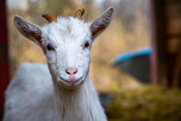 写真 かわいいヤギの子は、農場でカメラの白い赤ちゃんの角を見ます