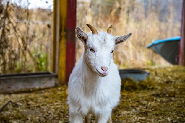 Cute goat cub looks at the camera