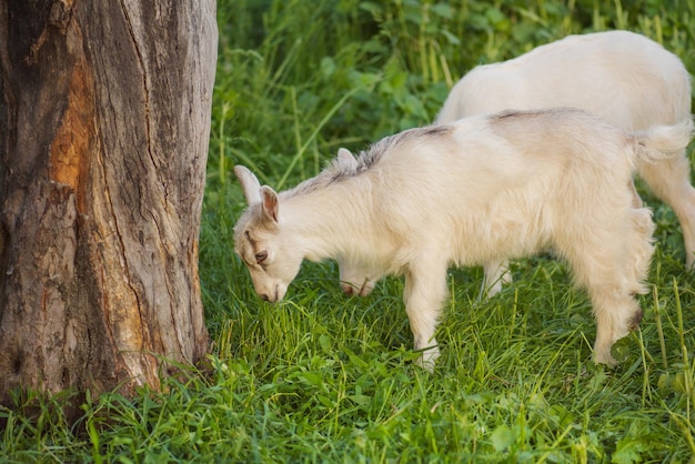 Carino il pascolo di capra sull'erba capre di capretto capre bianche in un campo