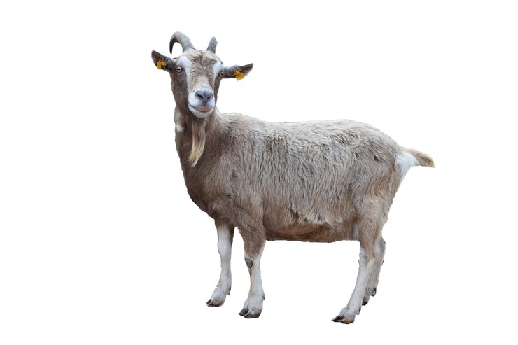 Photo cute goat isolated on white background including clipping path with copy space