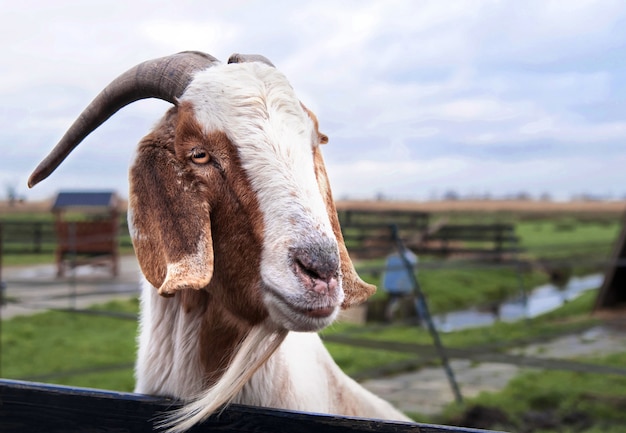 Cute goat looks over the fence