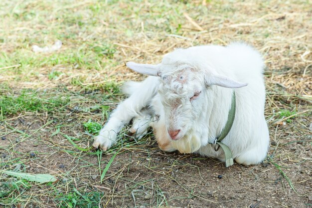 Photo cute goat relaxing in ranch farm in summer day