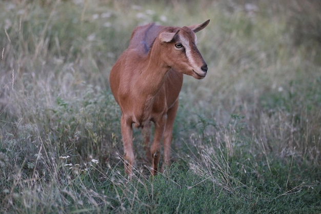 Cute goat on the summer meadow with grass Outdoor landscape with goats