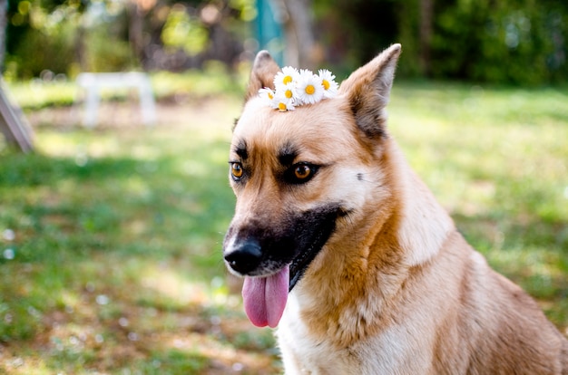 春の緑の牧草地に座っている頭の上のデイジーの花とかわいいゴールデンマリノワ犬