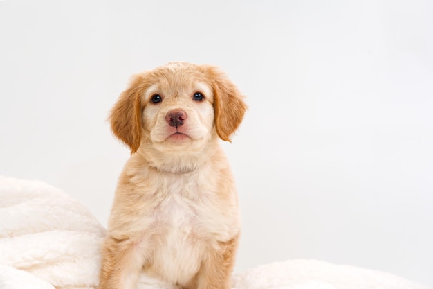 白い背景の上のかわいいゴールデン子犬 Hovawars 繁殖かわいい若い子犬