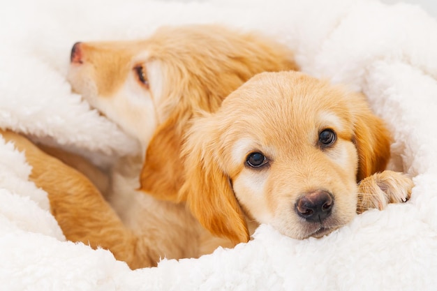 Cute Golden puppy on white background Hovawars breed cute young puppy