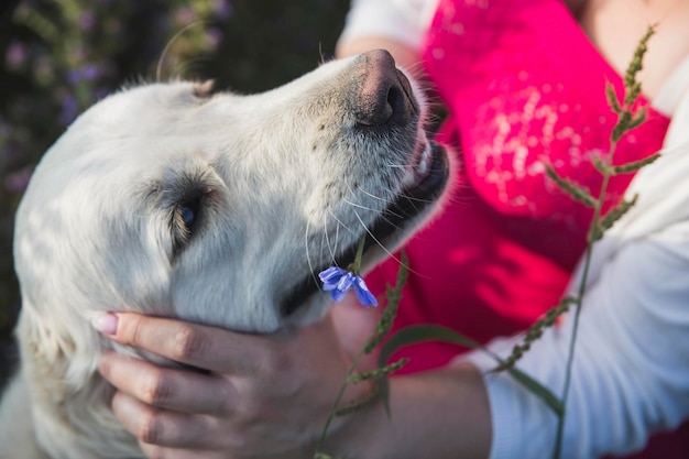 Cute golden retriever brought a flower to its owner