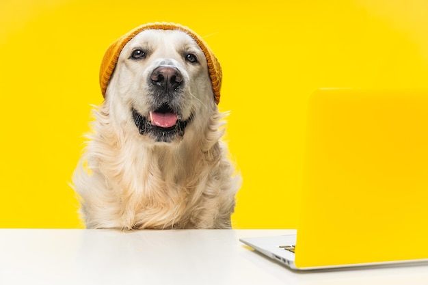 Cute Golden Retriever in a brown hat sitting near a laptop against a yellow wall