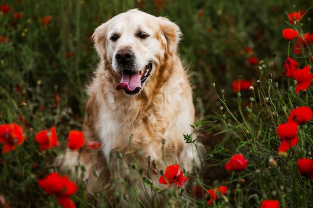 Photo cute golden retriever dog in the poppy field