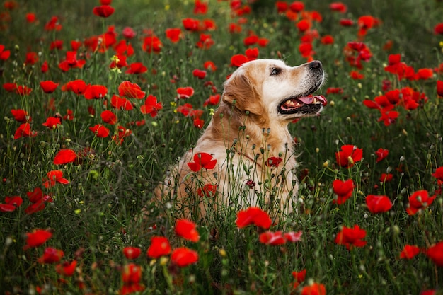 ポピーフィールドでかわいいゴールデンレトリバー犬