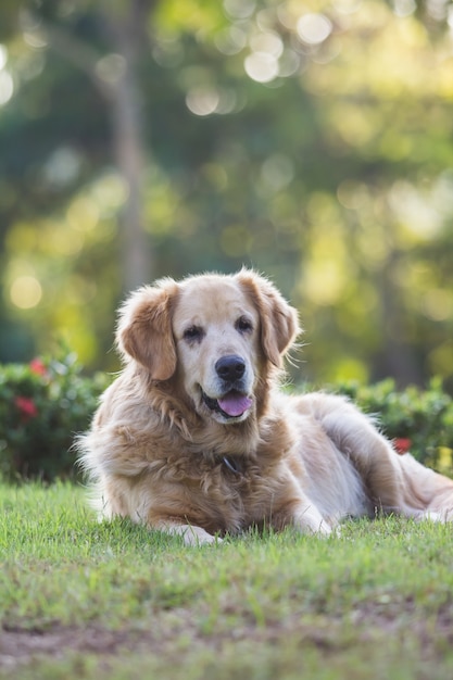 Симпатичная золотистая собака-ретривер, сидящая на поле