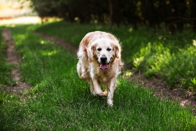 Cute golden retriever in the green grass