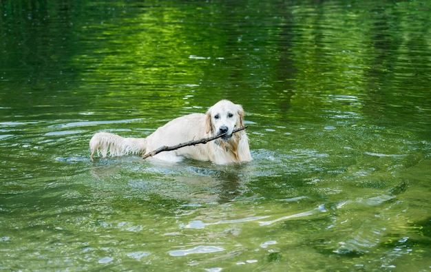 Cute golden retriever playing in lake