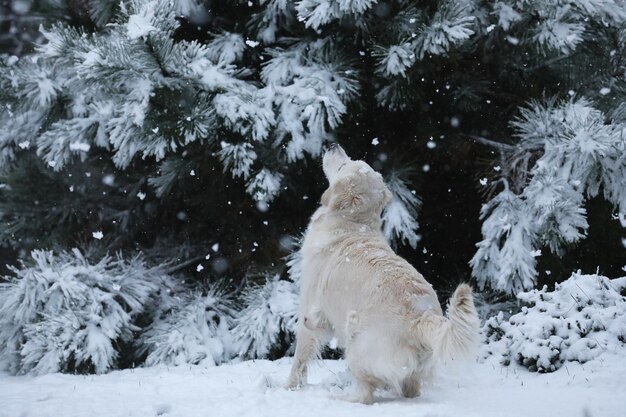 Cute golden retriever running and playing in the snow