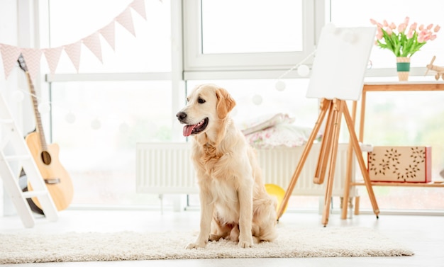 Cute golden retriever sitting in a light room