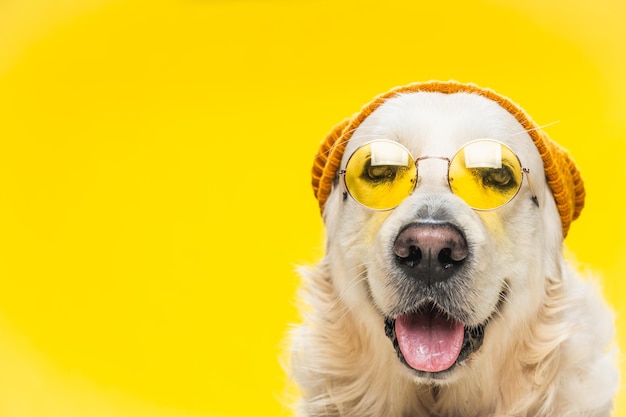 Carino golden retriever che indossa un cappello marrone e occhiali da sole isolati su sfondo giallo