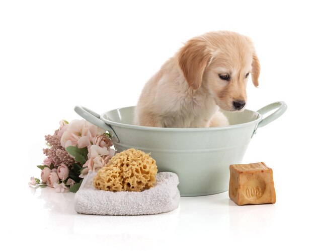 Cute Golden Retriver puppy in a bowl on white background