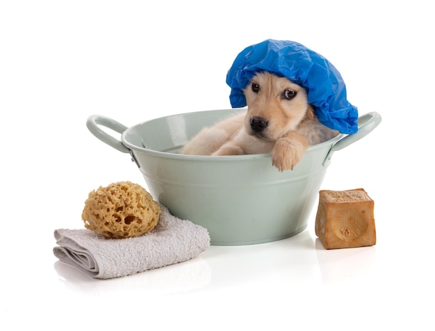 Cute Golden Retriver puppy in a bowl