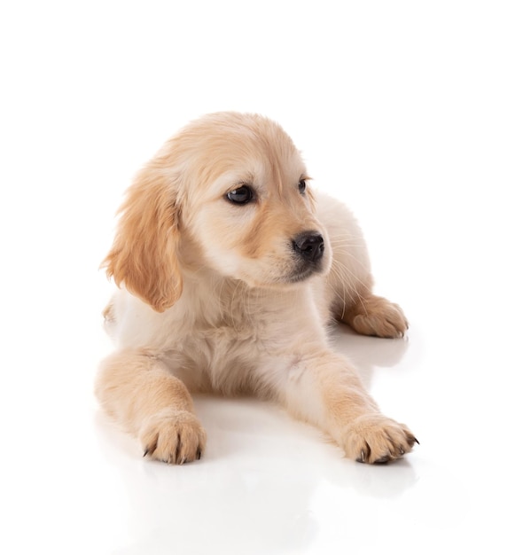 Cute golden retriver puppy on white background