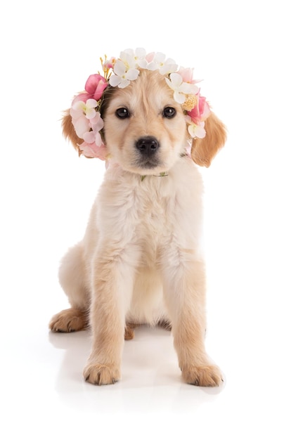 Cute Golden Retriver puppy with a flower crown on white background