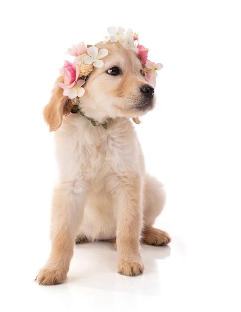 Cute Golden Retriver puppy with a flower crown on white background