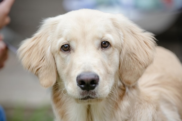 Cute golden yellow puppy looking at camera