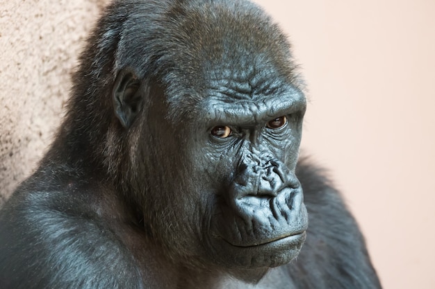 Photo cute gorilla close up portrait sitting on the ground