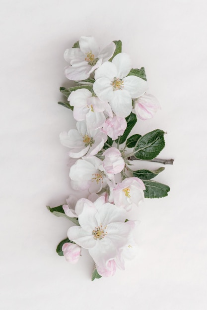 Cute graceful fragile delicate spring apple flowers with space for design