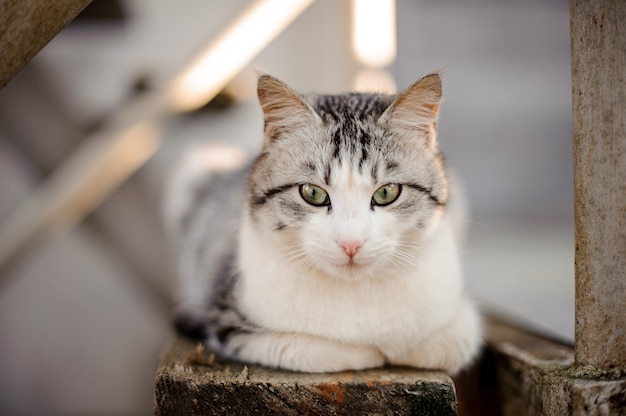 写真 木の板の上に横たわって下を見下ろす薄緑の目をしたかわいいグレーと白の猫