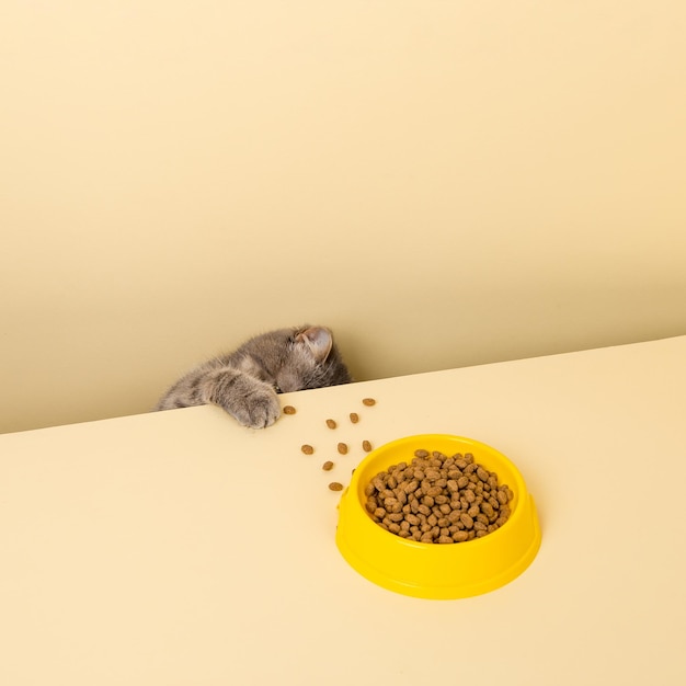 Photo a cute gray cat and a bowl of food on a yellow background reaching for his favorite food little thief