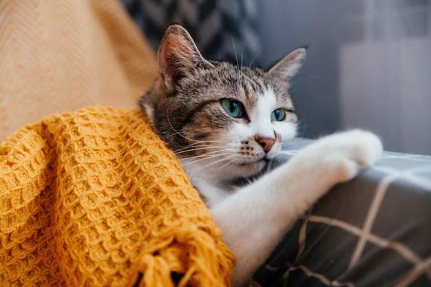 귀여운 회색 고양이 오렌지 담요에 안락의 자에 누워