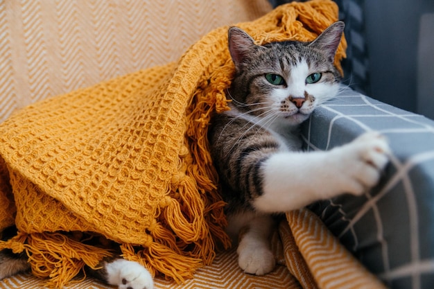 かわいい灰色の猫はオレンジ色の毛布の肘掛け椅子に横たわっています