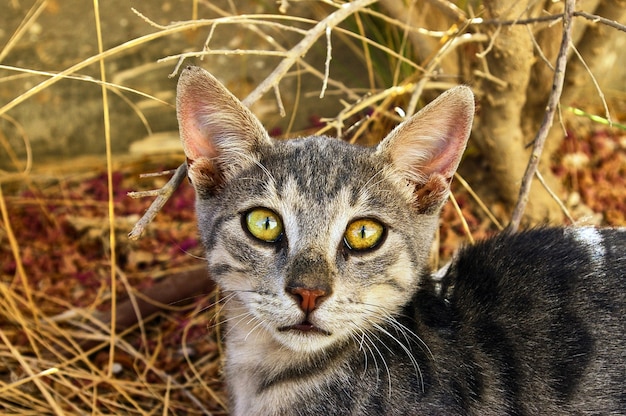 かわいい灰色の猫があなたを見ています