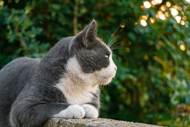 Simpatico gatto grigio sul muretto