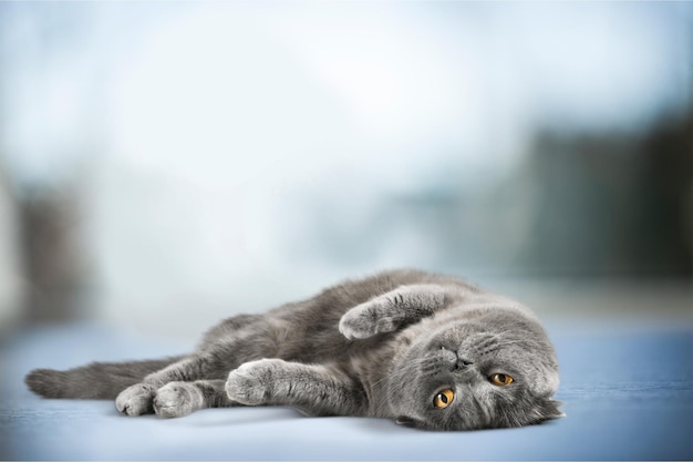 Cute gray cat lying on blurred background