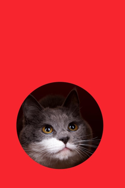 A cute gray cat peeking out of a hole on a red background Concept template copy space