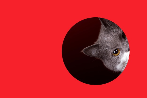 A cute gray cat peeking out of a hole on a red background Concept template copy space