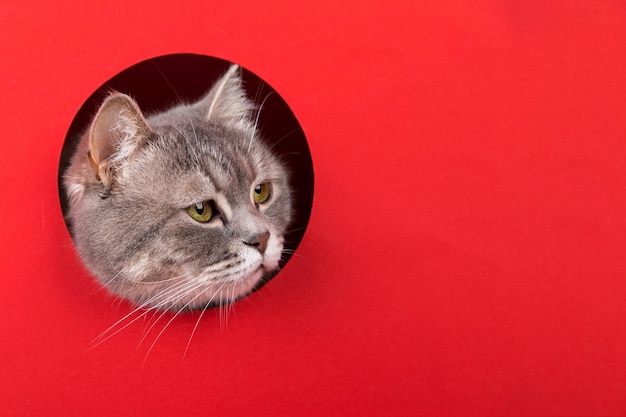 A cute gray cat peeking out of a hole on a red background Concept template copy space