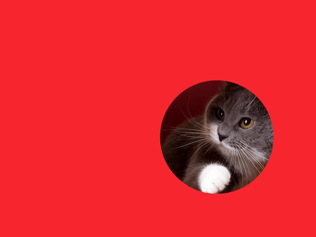 A cute gray cat peeking out of a hole on a red background Concept template copy space