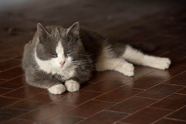 かわいい灰色の猫は床に横たわって休む